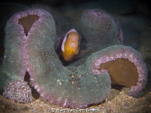 Purple clown by Marc Van Den Broeck 